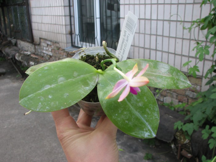 Phalaenopsis (speciosa 'c-1' x violacea) x Phalaenopsis LD's Bear Queen .JPG