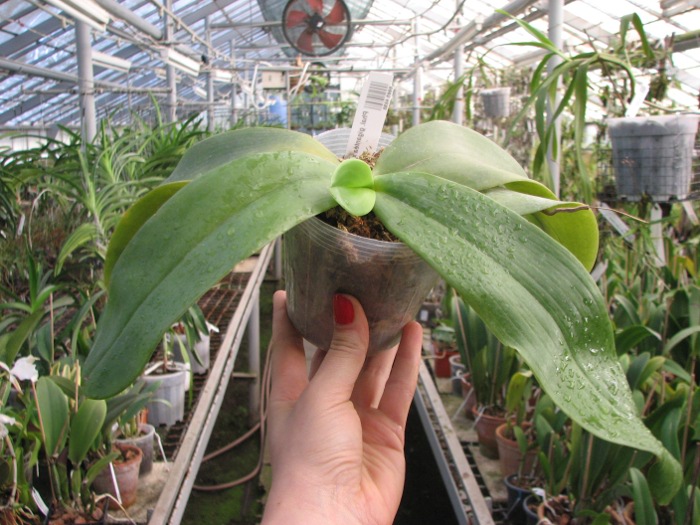 Phalaenopsis gigantea x LD's Bear King.JPG