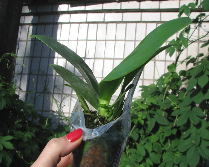 Phalaenopsis Ld's Bear King 'Golden King'.JPG