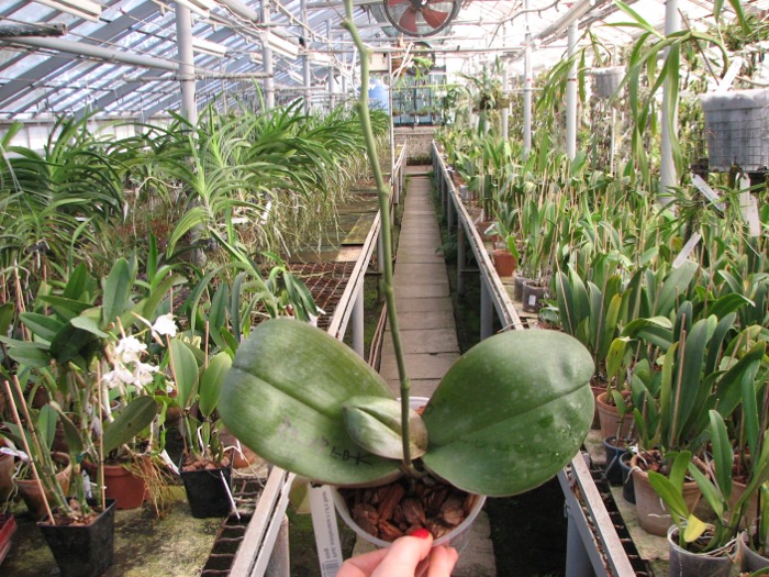 Phalaenopsis schilleriana x Ld's Bear King.JPG