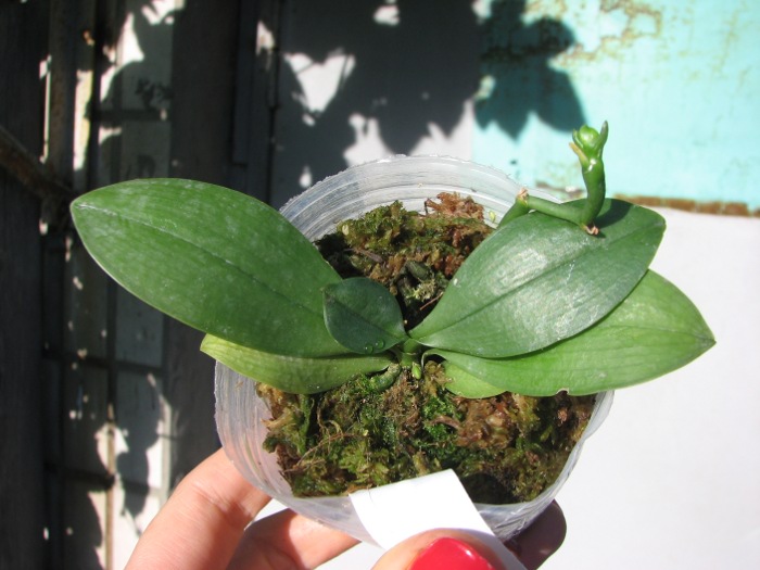 Phalaenopsis Liu's Gold Coin 'Yaphon'.JPG