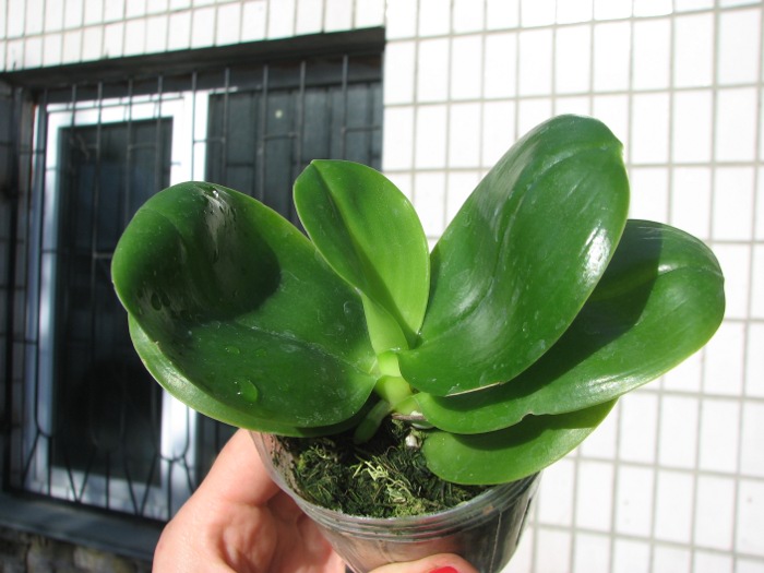 Phalaenopsis KS Red Zebra x (Texes Jewel-tetraspis).JPG