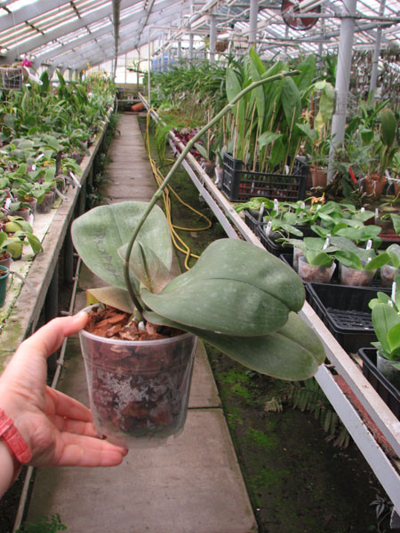 Phalaenopsis schilleriana x Ld's Bear King.jpg