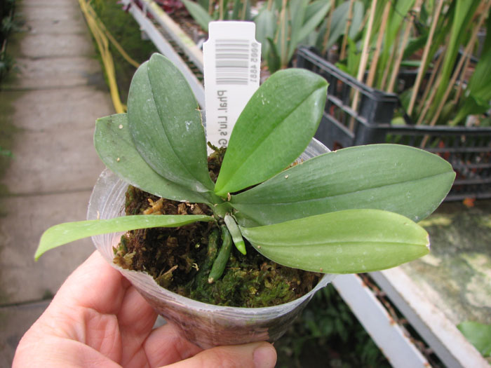 Phalaenopsis Liu's Gold Coin 'Yaphon'.jpg