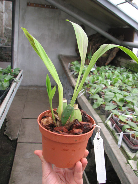 Maxillacaste Heinz Michael Pinkepank.jpg