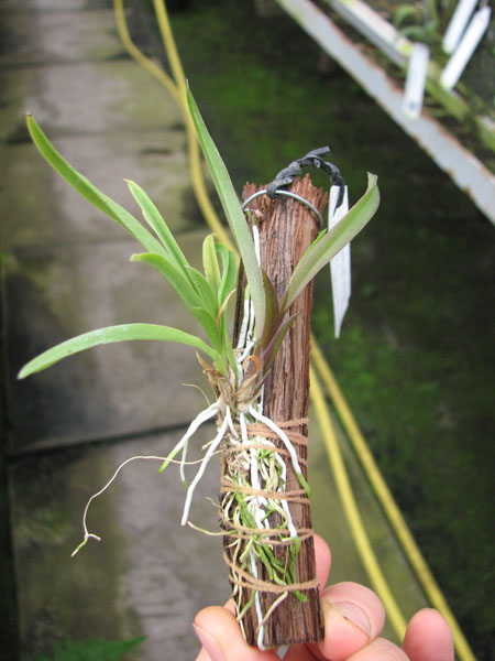 Oncidium (Tolumnia) Midas.jpg