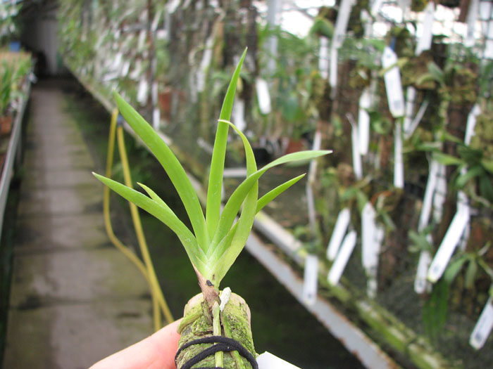 Podangis dactyloceras.jpg