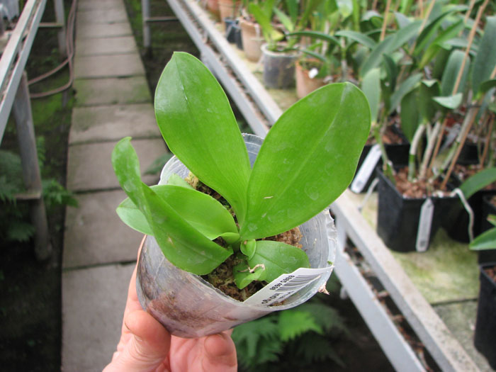 Phalaenopsis micholitzii x violacea indigo.jpg