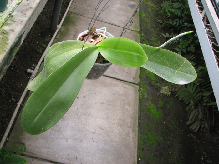 Phalaenopsis Joey.jpg