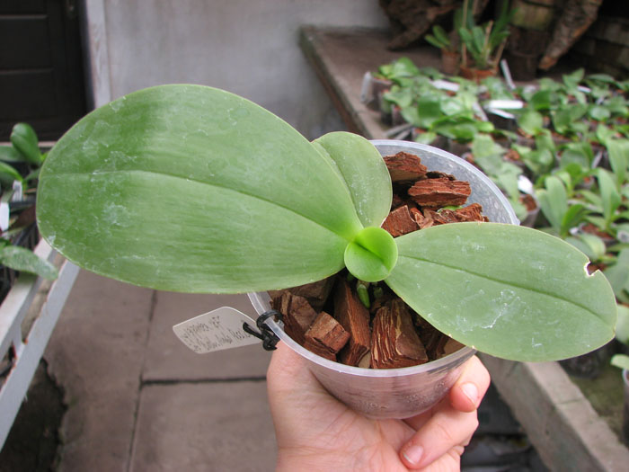 Phal Gigantea xBrother Ambo Passion.jpg