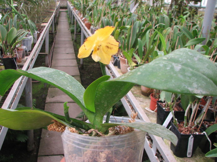 Phalaenopsis (Yaphon Goldlight x Yaphon Rose) x Joy Spring Canary.jpg