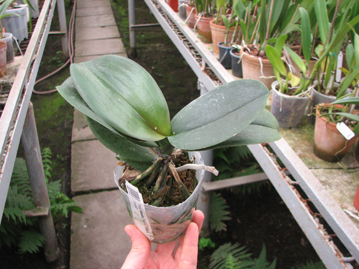 Phalaenopsis Kaoda Twinkle 'Black Shoot'.jpg