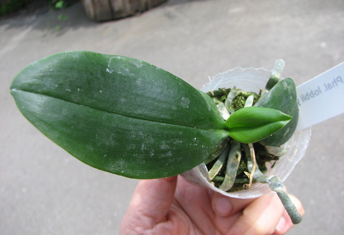 Phalaenopsis lobbii yellow & pink.jpg