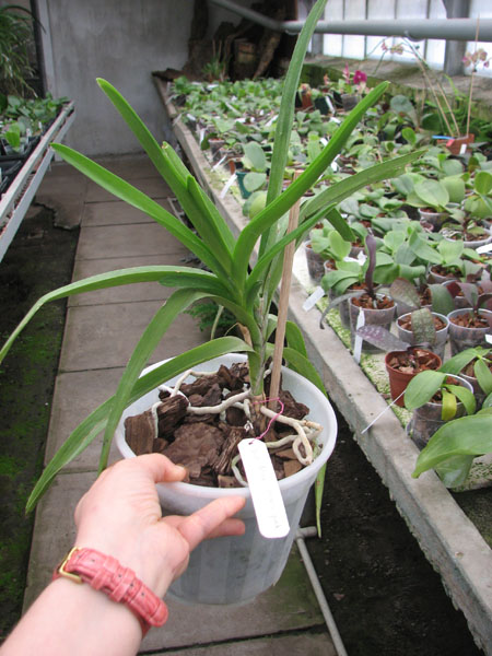 Ascocenda Princess Mikasa Pink.jpg