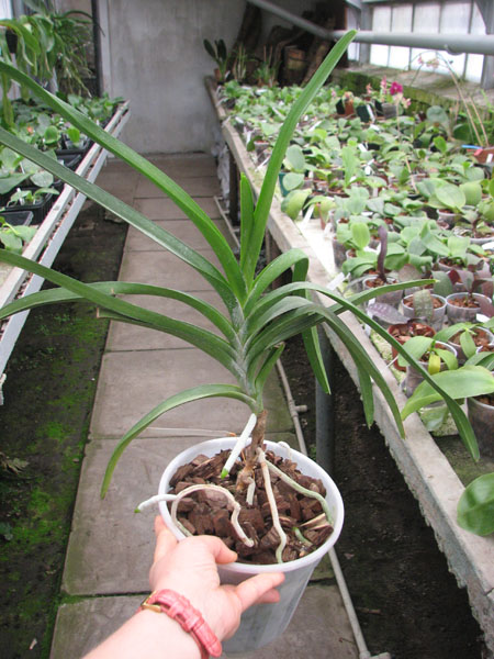 Ascocenda Varut Leopard.jpg