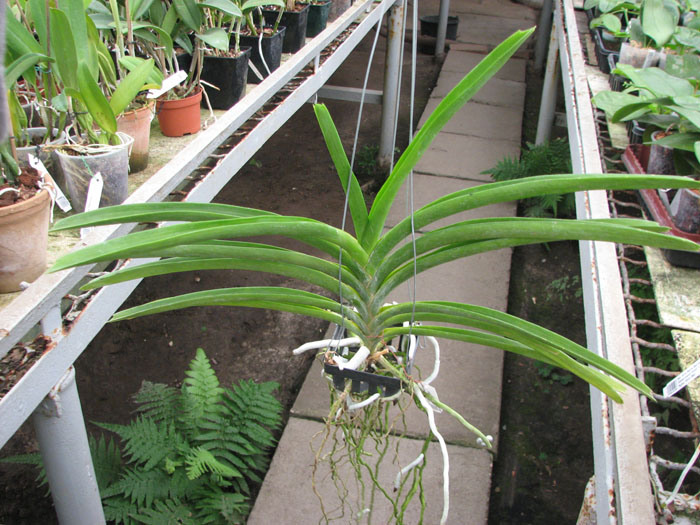 Vanda Srakaew - Vanda Bitz's Heartthrob x Ascocenda Lena Kamolphun.jpg