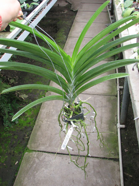 Ascocenda Kultana Gems x Vanda Banyat Muang Rach.jpg