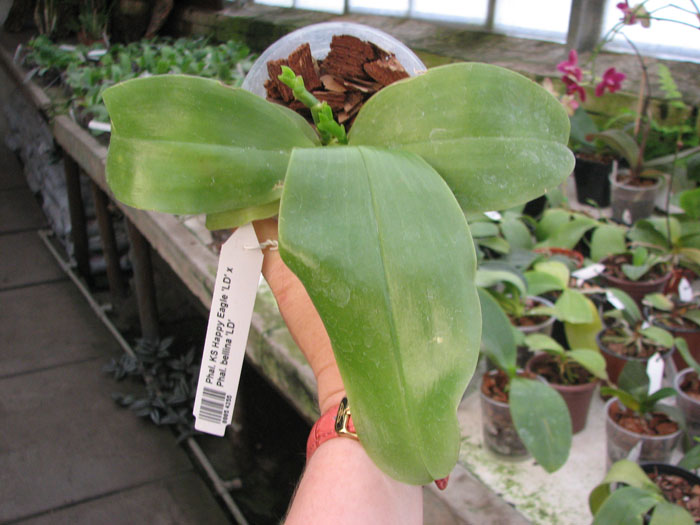 Phalaenopsis KS Happy Eagle 'LD' x Phalaenopsis bellina 'LD'.jpg