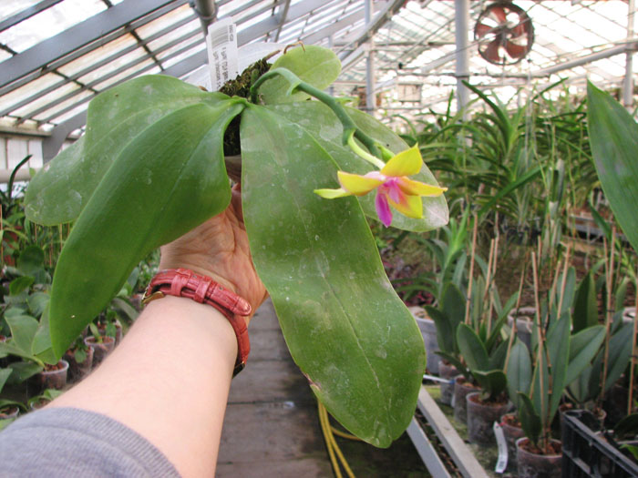 Phalaenopsis (speciosa 'c-1' x violacea) x Phalaenopsis LD's Bear Queen.jpg