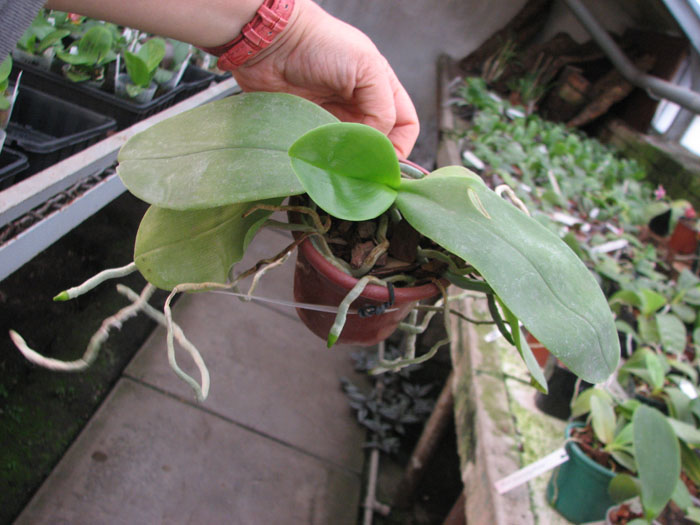 Doritaenopsis Sogo Meili x Phalaenopsis Ld's Bear Queen.jpg
