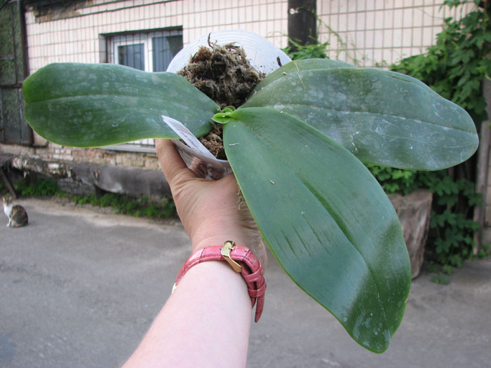 phal gigantea x violacea blue.jpg