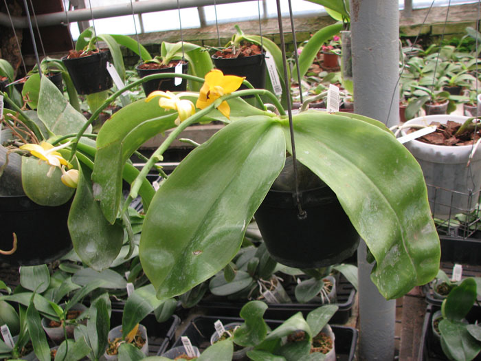 Phalaenopsis Nobby's Green Eagle 'Yaphon'.jpg