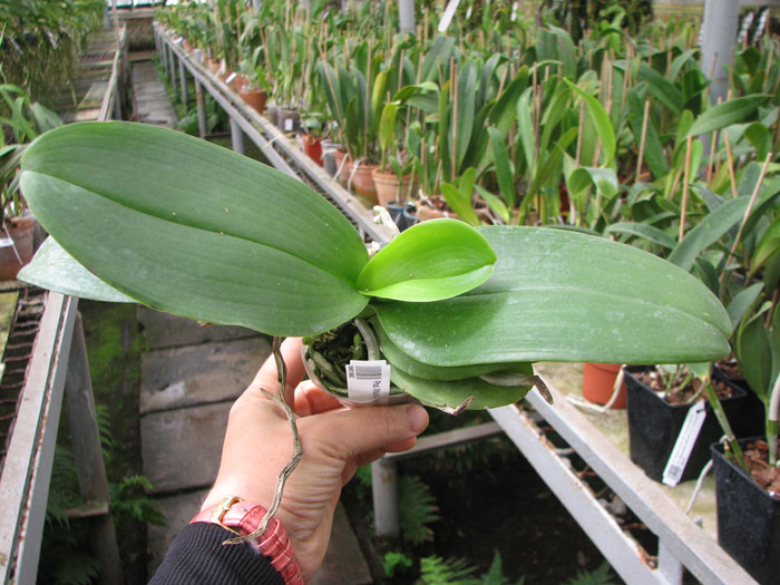 Phalaenopsis Mituo Golden 'M-2'.jpg