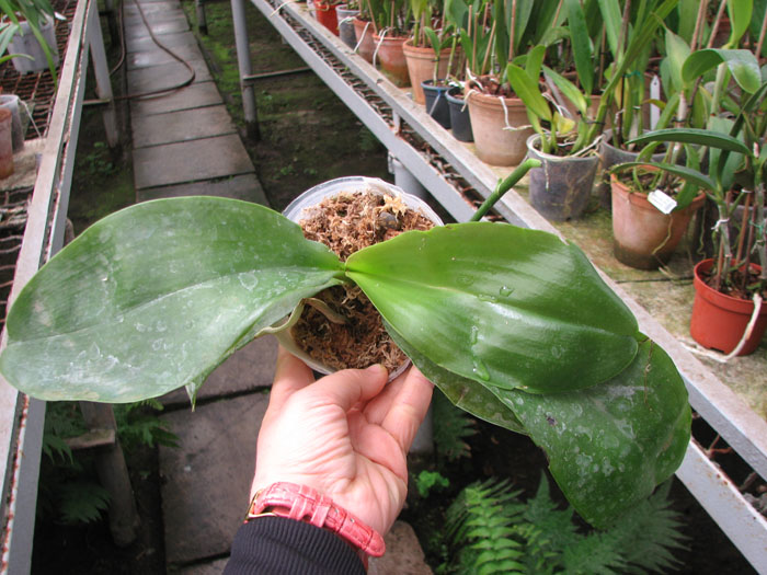 Phalaenopsis (Yaphon Goldlight x Yaphon Rose) x Joy Spring Canary.jpg