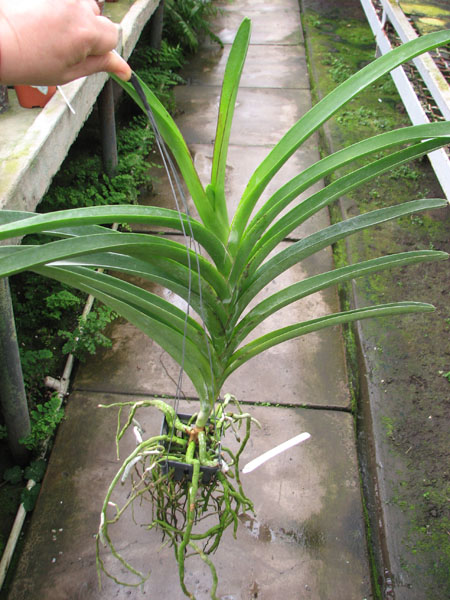 Vanda Siriporn Pink.jpg