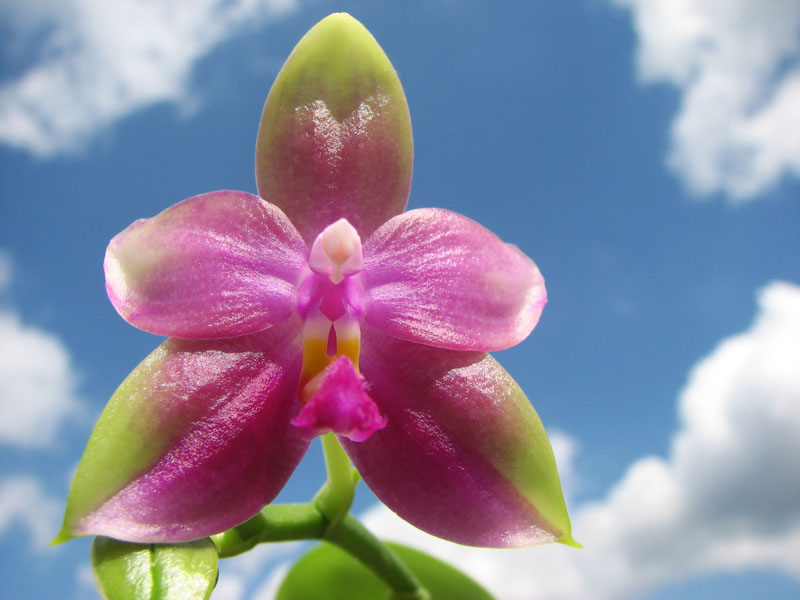 Phalaenopsis Jennifer Palermo (C1 type) x Phalaenopsis LD's Bear Queen.jpg