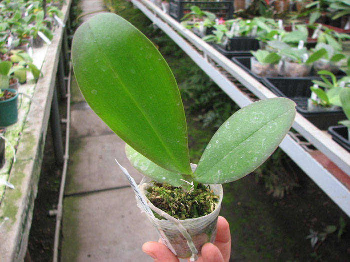Phalaenopsis Yu Pin Fire Works 'Big Lip' x OX Firebird.jpg
