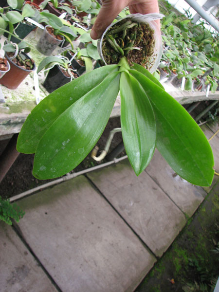 Phalaenopsis tetraspis alba x equestris alba.jpg