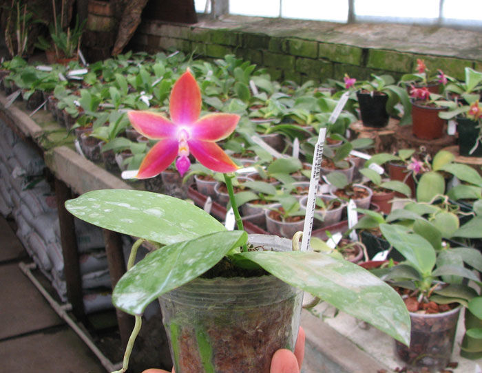 Phalaenopsis (speciosa 'c-1' x violacea) x Phalaenopsis LD's Bear Queen.jpg