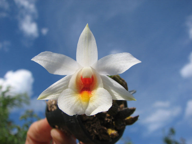 Dendrobium christyanum.jpg