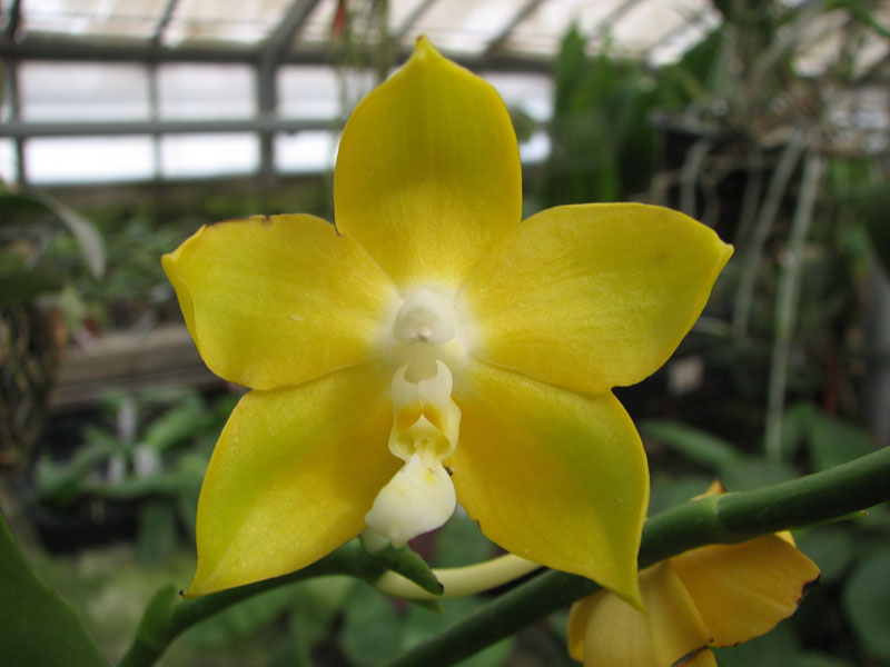 Phalaenopsis Nobby's Green Eagle 'Yaphon'.jpg