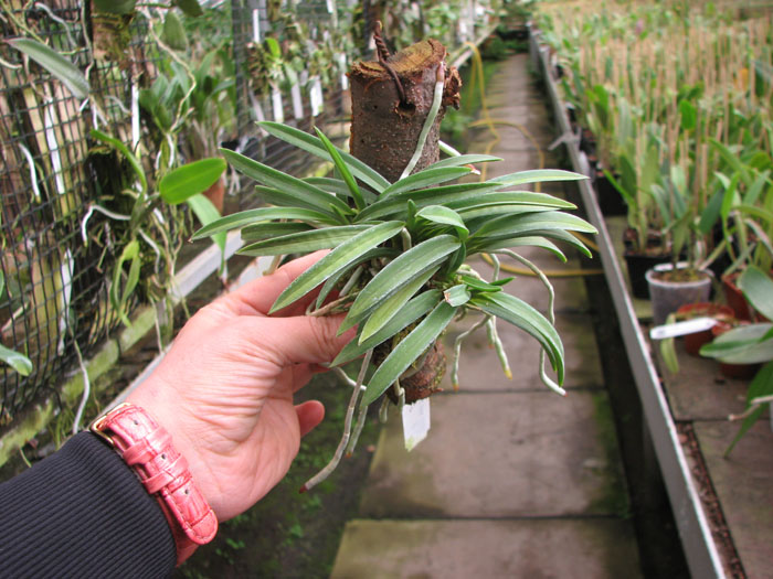 Neofinetia falcata.jpg