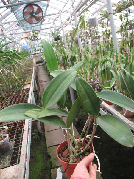 Cattleya Korat Spot.jpg