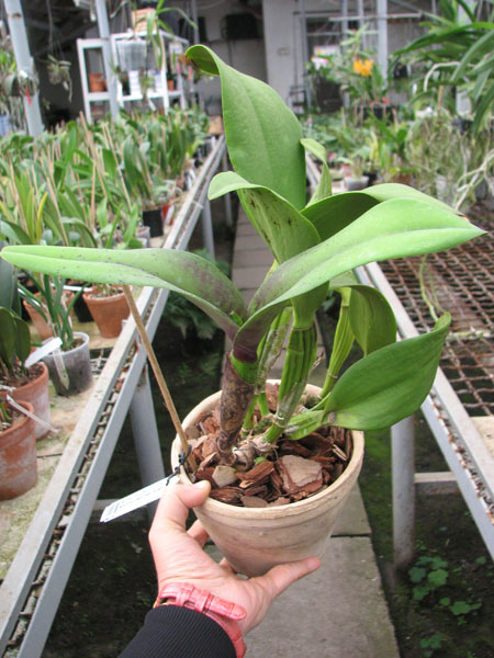 Brassolaeliocattleya Haw Yuan Grace 'Cat King'.jpg