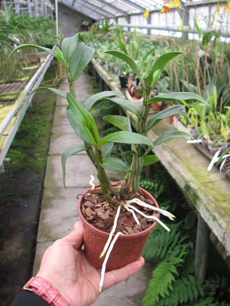 Dendrobium draconis.jpg