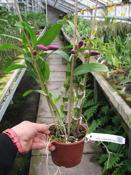 Dendrobium Red Emperor 'Prince'.jpg