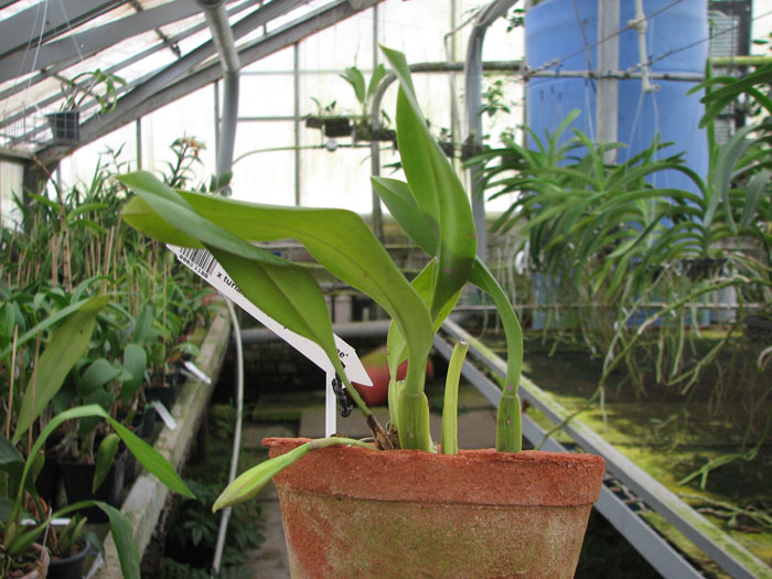 Trichopilia Senne Star (tortilis 'large' x turialbae 'alpha').jpg