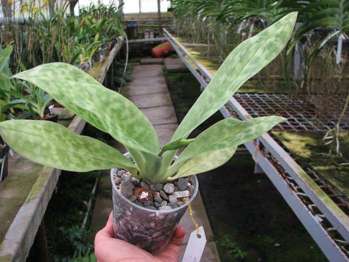 Paphiopedilum Maudiae alba.jpg