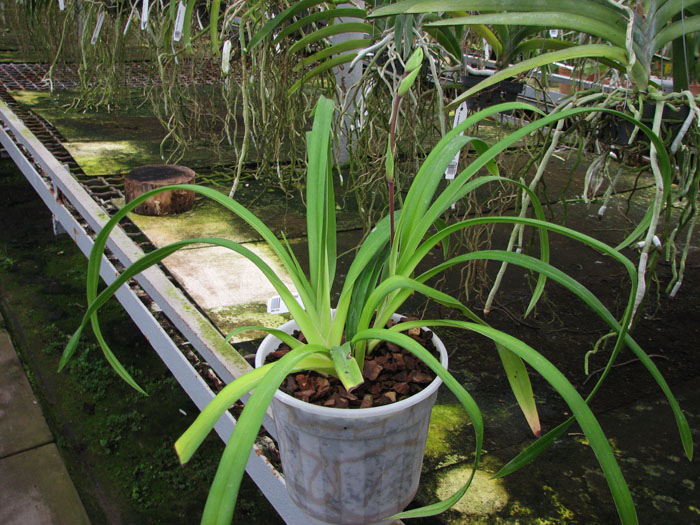 Phragmipedium schlimii.jpg