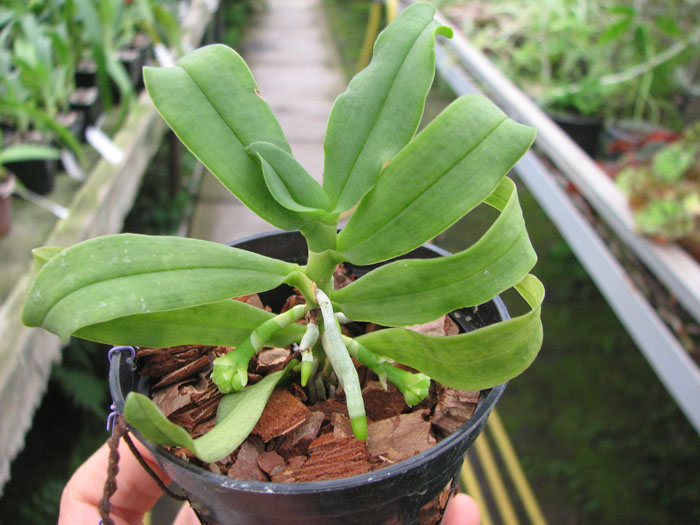 Gastrochilus japonicus.jpg