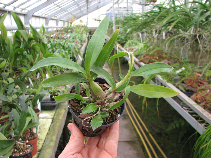 Dendrobium Hibiki (laevifolium x bracteosum).jpg