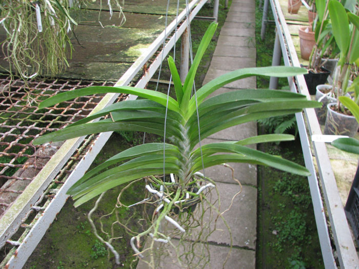 Ascocenda Tubtim Velvet.jpg