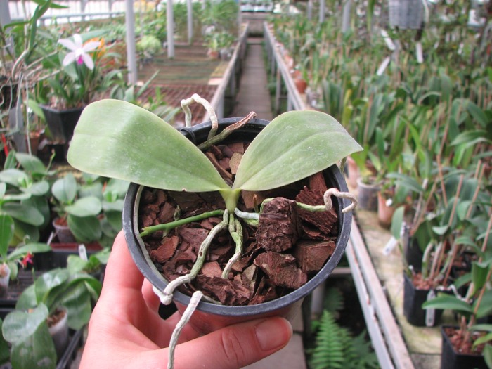 Phalaenopsis Coral Isles x Phalaenopsis corningiana.JPG