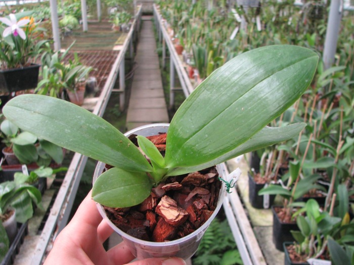 Phalaenopsis micholitzii x violacea indigo.JPG