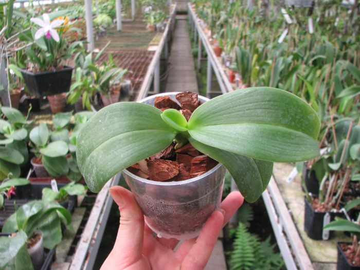 Phalaenopsis Meidarland Violacea Fanjocea 'MD' x Lea Maria Salazar.JPG