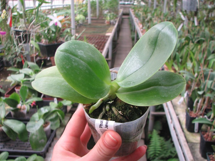 Phalaenopsis KS Red Zebra x (Texes Jewel-tetraspis).JPG